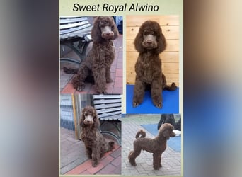 Großpudel Rüde Welpe braun,  Sweet Royal Alwino