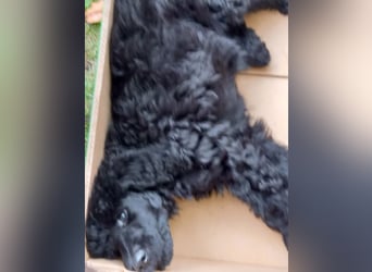 Großpudel schwarze Hündin Welpe Amira