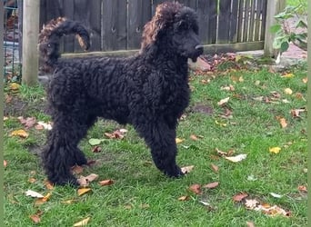 Großpudel schwarze Hündin Welpe Amira