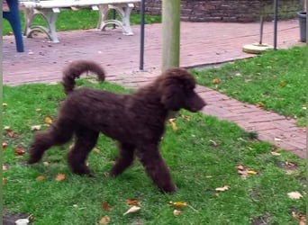 Großpudel braun Rüde Welpe Samu