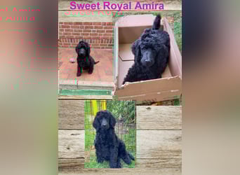Großpudel schwarze Hündin Welpe Amira
