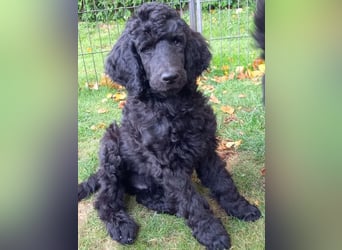 Großpudel Rüde Welpe schwarz,  lila Halsband