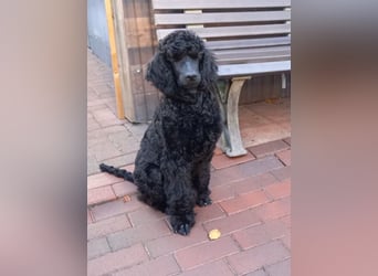 Großpudel Rüde Welpe schwarz,  lila Halsband