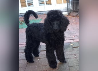 Großpudel schwarze Hündin Welpe Amira