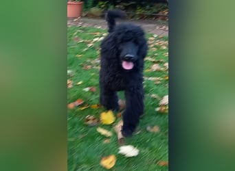 Großpudel schwarze Hündin Welpe Amira