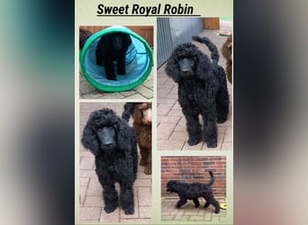 Großpudel Rüde Welpe schwarz,  lila Halsband