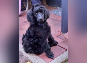 Großpudel Rüde Welpe schwarz,  blaues Halsband