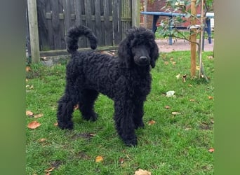 Großpudel schwarze Hündin Welpe Amira