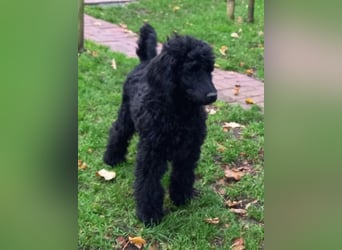 Großpudel schwarze Hündin Welpe Amira