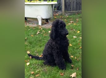 Großpudel schwarze Hündin Welpe Amira