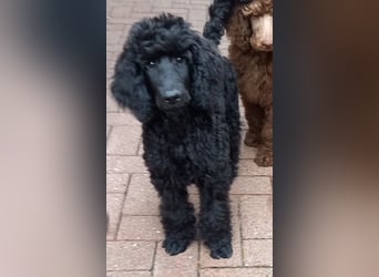 Großpudel Rüde Welpe schwarz,  lila Halsband