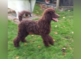 Großpudel braun Rüde Welpe Samu