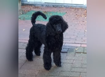 Großpudel schwarze Hündin Welpe Amira