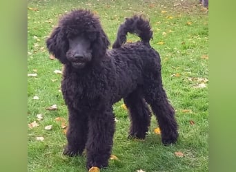 Großpudel Rüde Welpe schwarz,  navi grünes  Halsband