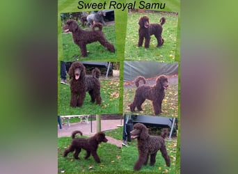 Großpudel braun Rüde Welpe Samu