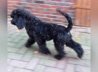 Großpudel Rüde Welpe schwarz,  lila Halsband