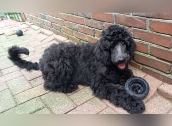 Großpudel Rüde Welpe schwarz,  navi grünes  Halsband