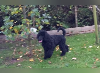 Großpudel schwarze Hündin Welpe Amira
