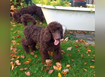 Großpudel braun Rüde Welpe Samu