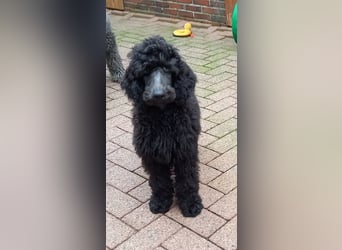 Großpudel Rüde Welpe schwarz,  navi grünes  Halsband