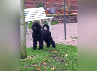 Großpudel schwarze Hündin Welpe Amira