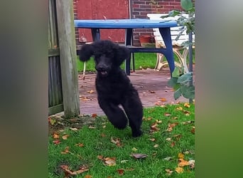 Großpudel Rüde Welpe schwarz,  navi grünes  Halsband