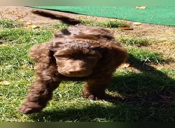 Großpudel braun Rüde Welpe Orangie