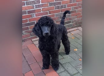 Großpudel Rüde Welpe schwarz,  lila Halsband