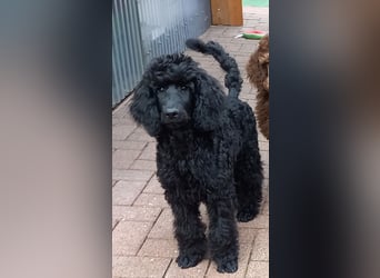 Großpudel Rüde Welpe schwarz,  lila Halsband