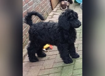 Großpudel schwarze Hündin Welpe Amira