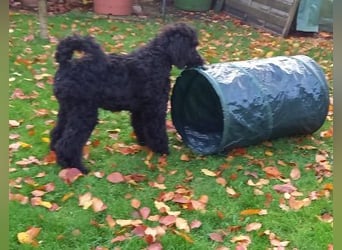 Großpudel Rüde Welpe schwarz,  navi grünes  Halsband
