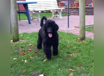 Großpudel schwarze Hündin Welpe Amira