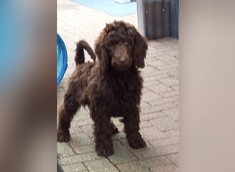 Großpudel braun Rüde Welpe Orangie