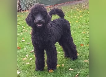 Großpudel Rüde Welpe schwarz,  navi grünes  Halsband