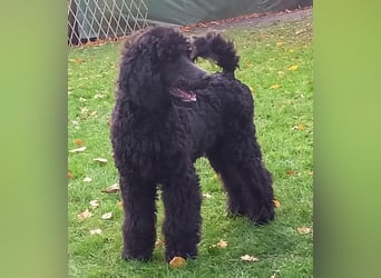 Großpudel Rüde Welpe schwarz,  navi grünes  Halsband