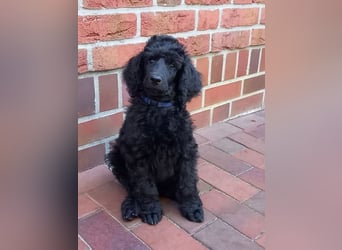 Großpudel Rüde Welpe schwarz,  blaues Halsband