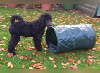 Großpudel Rüde Welpe schwarz,  navi grünes  Halsband