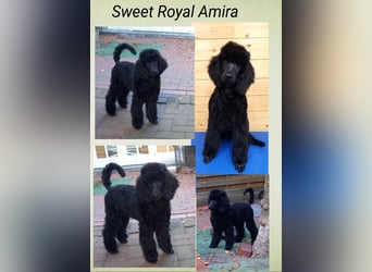 Großpudel schwarze Hündin Welpe Amira