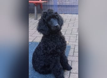 Großpudel Rüde Welpe schwarz,  lila Halsband