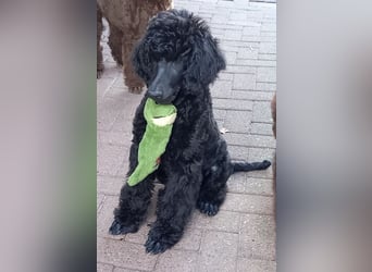 Großpudel Rüde Welpe schwarz,  lila Halsband