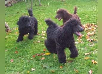 Großpudel Welpen in schwarz und braun mit DPK-VDH-FCI Papieren und EU-Heimtierpass