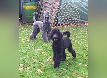 Großpudel Welpen in schwarz und braun mit DPK-VDH-FCI Papieren und EU-Heimtierpass