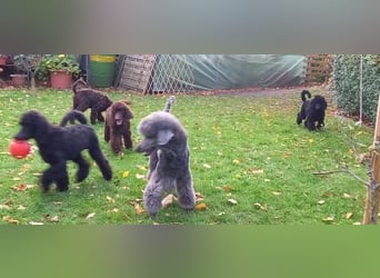 Großpudel Welpen in schwarz und braun mit DPK-VDH-FCI Papieren und EU-Heimtierpass