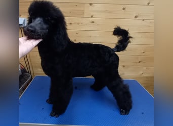 Großpudel Welpen in schwarz und braun mit DPK-VDH-FCI Papieren und EU-Heimtierpass