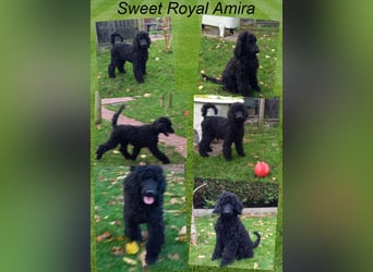 Großpudel Welpen in schwarz und braun mit DPK-VDH-FCI Papieren und EU-Heimtierpass