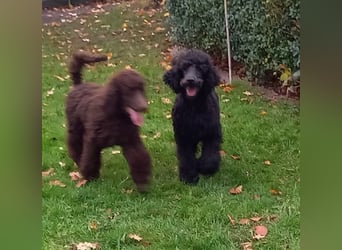 Großpudel Welpen in schwarz und braun mit DPK-VDH-FCI Papieren und EU-Heimtierpass