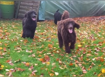 Großpudel Welpen in schwarz und braun mit DPK-VDH-FCI Papieren und EU-Heimtierpass