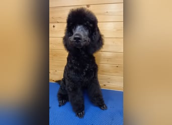 Großpudel Welpen in schwarz und braun mit DPK-VDH-FCI Papieren und EU-Heimtierpass