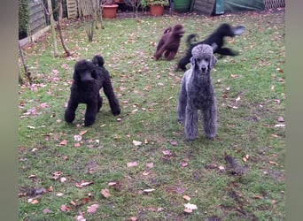 Großpudel Welpen in schwarz und braun mit DPK-VDH-FCI Papieren und EU-Heimtierpass