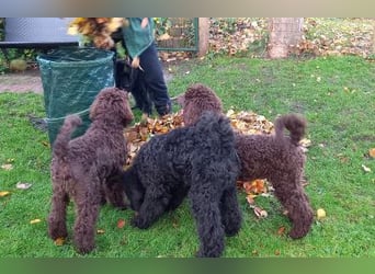 Großpudel Welpen in schwarz und braun mit DPK-VDH-FCI Papieren und EU-Heimtierpass